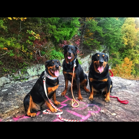 Meet your Posher, Brielle - Picture 3 of 5